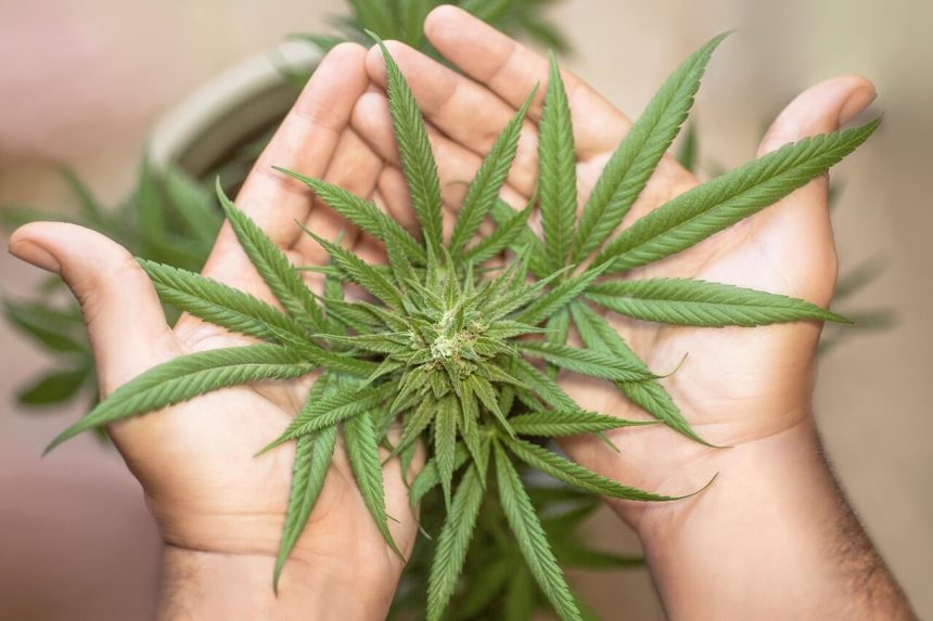 Weighing the ROI of Pre-Roll Infusion Technology for Cannabis Brands